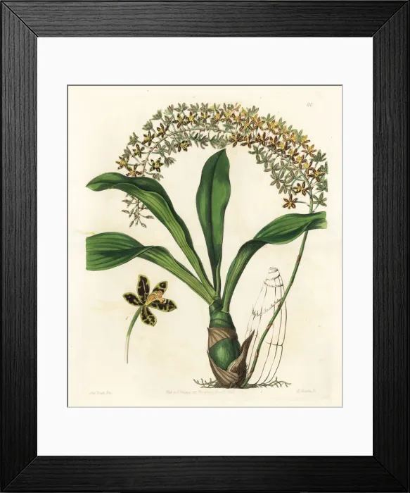 Framed Print : Tiger-spotted letter-leaf orchid, Grammatophyllum