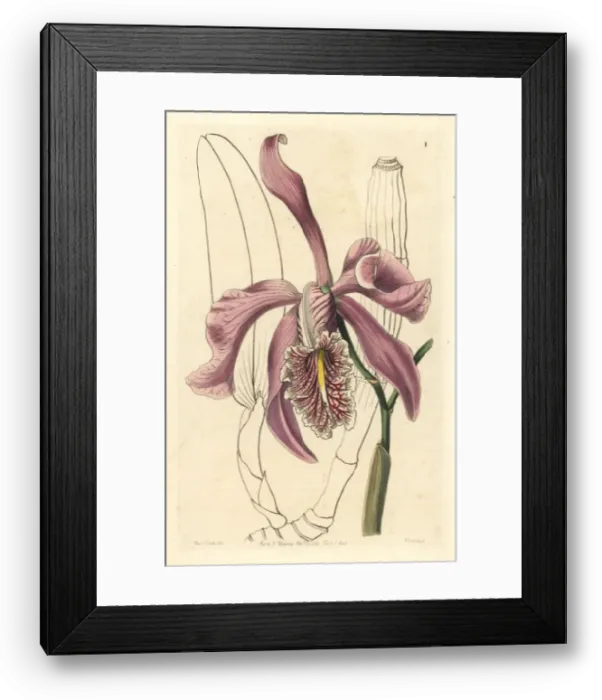 Framed Print : Larger cattleya, Cattleya maxima Framed Print : Larger cattleya, Cattleya maxima