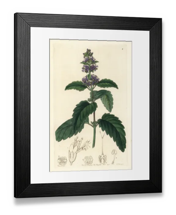 Framed Print : Bluebeard, Caryopteris incana Framed Print : Bluebeard, Caryopteris incana