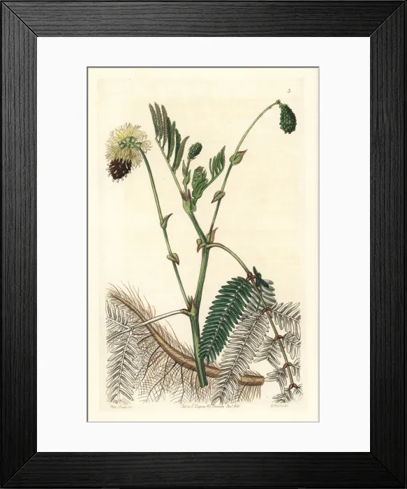 Framed Print : Double-yellow water sensitive plant, Neptunia plena Framed Print : Double-yellow water sensitive plant, Neptunia plena