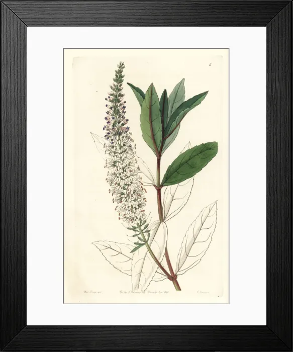Framed Print : Willow-leaved speedwell, Veronica salicifolia Framed Print : Willow-leaved speedwell, Veronica salicifolia