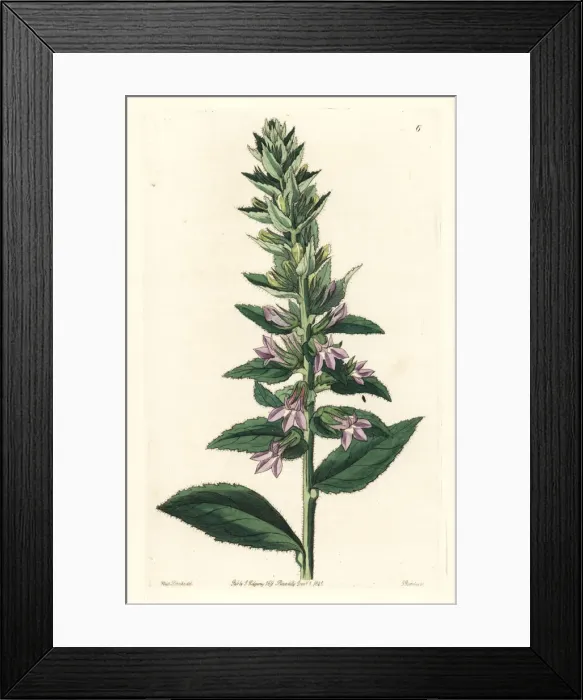 Framed Print : Glandular lobelia, Lobelia glandulosa Framed Print : Glandular lobelia, Lobelia glandulosa
