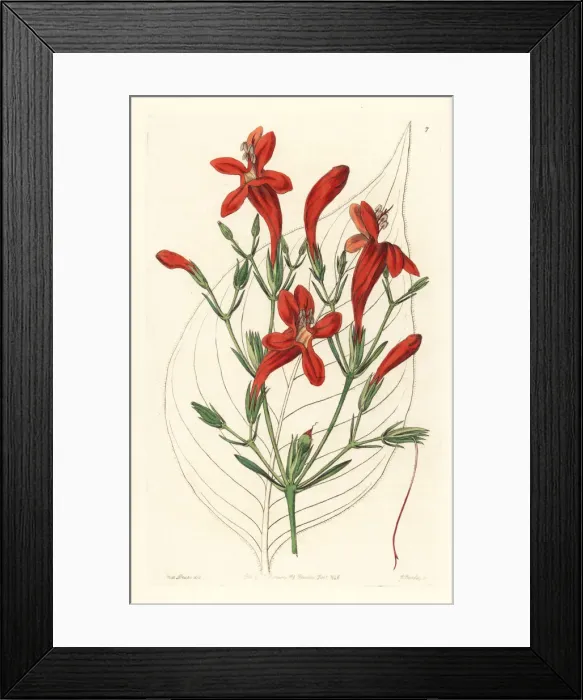 Framed Print : Large-leaved ruellia, Ruellia macrophylla Framed Print : Large-leaved ruellia, Ruellia macrophylla