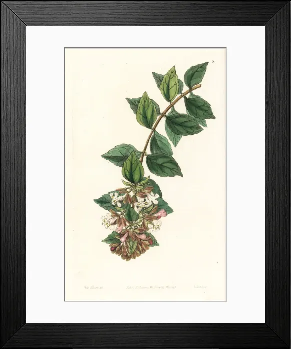 Framed Print : Chinese abelia, Abelia chinensis Framed Print : Chinese abelia, Abelia chinensis