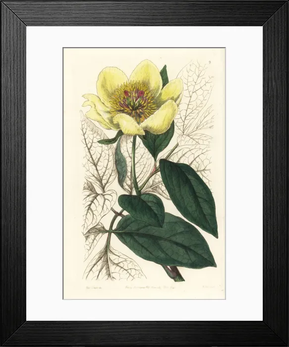 Framed Print : Yellow peony, Paeonia daurica subsp. wittmanniana Framed Print : Yellow peony, Paeonia daurica subsp. wittmanniana