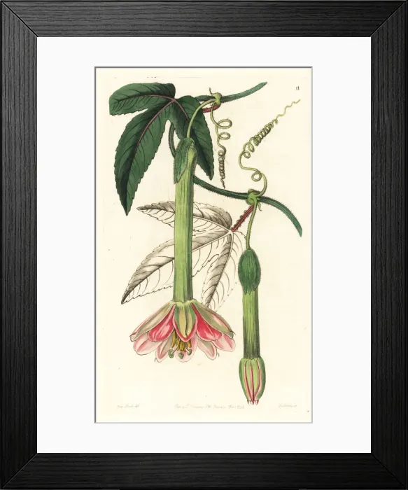 Framed Print : Banana passionfruit, Passiflora mollissima Framed Print : Banana passionfruit, Passiflora mollissima