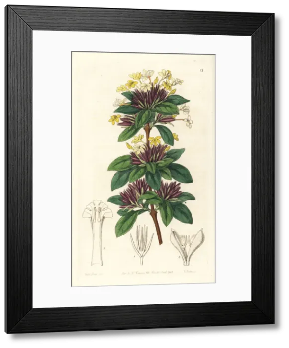 Framed Print : Small-flowered lankesteria, Lankesteria parviflora Framed Print : Small-flowered lankesteria, Lankesteria parviflora