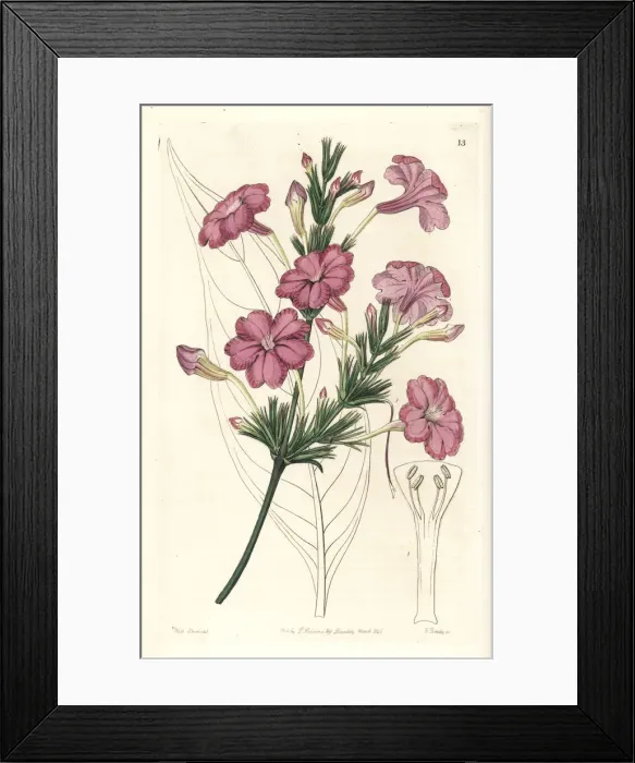 Framed Print : Lilac-flowered ruellia, Ruellia lilacina Framed Print : Lilac-flowered ruellia, Ruellia lilacina