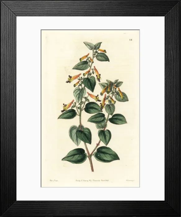 Framed Print : Black-eyed cuphea, Cuphea cyanea Framed Print : Black-eyed cuphea, Cuphea cyanea
