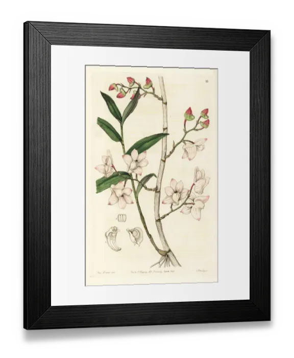 Framed Print : Inward-bent dendrobium orchid, Dendrobium aduncum Framed Print : Inward-bent dendrobium orchid, Dendrobium aduncum