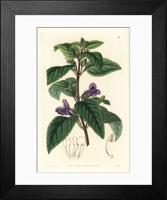 Framed Print : Adenosma glutinosum, Chinese aromatic plant Framed Print : Adenosma glutinosum, Chinese aromatic plant