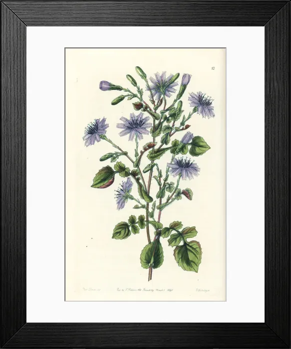 Framed Print : Lactuca macrorhiza Framed Print : Lactuca macrorhiza