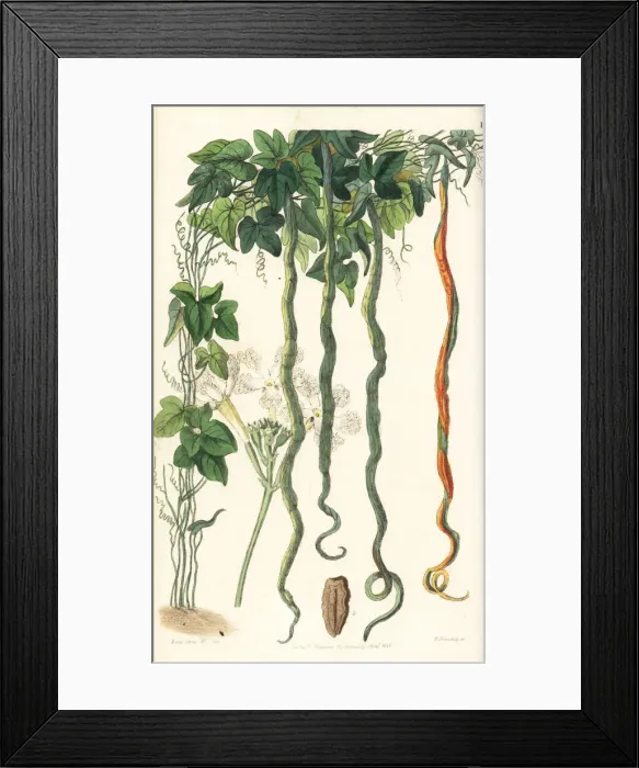 Framed Print : Snake gourd, Trichosanthes cucumerina Framed Print : Snake gourd, Trichosanthes cucumerina