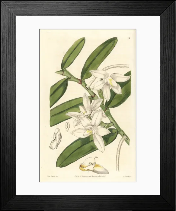 Framed Print : Small shoe-carrying thrixspermum orchid, Thrixspermum Framed Print : Small shoe-carrying thrixspermum orchid, Thrixspermum