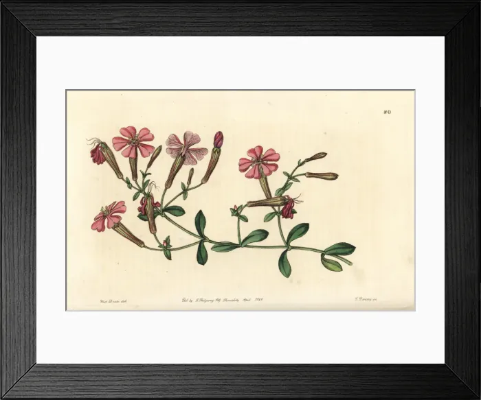 Framed Print : Autumn catchfly or schafta, Silene schafta Framed Print : Autumn catchfly or schafta, Silene schafta