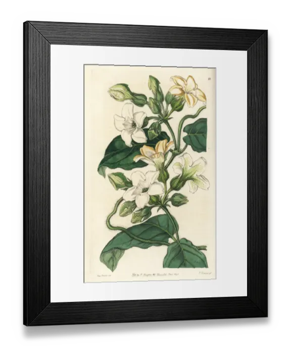 Framed Print : Araujia graveolens Framed Print : Araujia graveolens