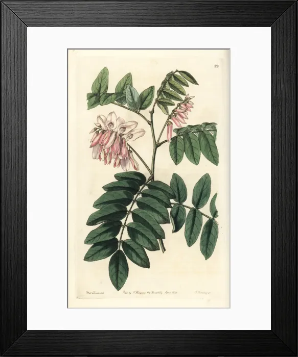 Framed Print : Comely indigo, Indigofera decora Framed Print : Comely indigo, Indigofera decora