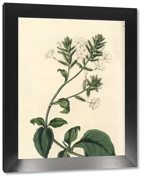 Ceylon leadwort or doctorbush, Plumbago zeylanica