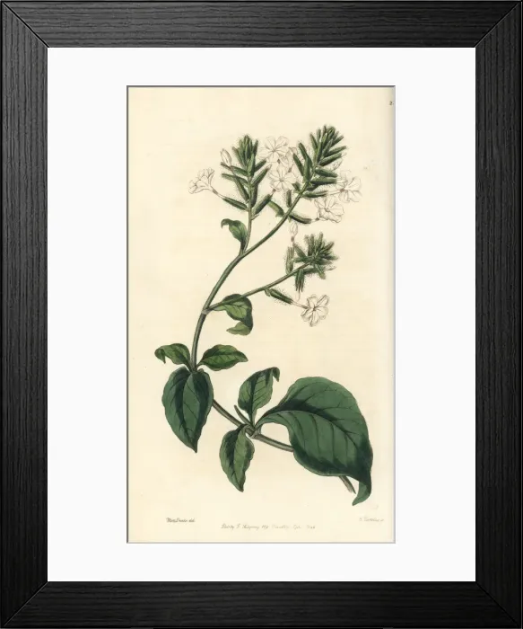 Framed Print : Ceylon leadwort or doctorbush, Plumbago zeylanica Framed Print : Ceylon leadwort or doctorbush, Plumbago zeylanica