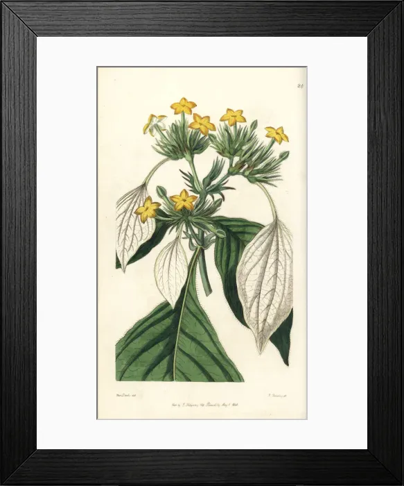 Framed Print : Sweet root, Mussaenda macrophylla Framed Print : Sweet root, Mussaenda macrophylla