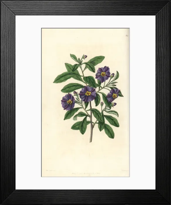 Framed Print : Lycianthes lycioides Framed Print : Lycianthes lycioides