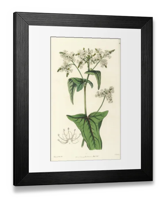 Framed Print : Tall buckwheat, Fagopyrum acutatum Framed Print : Tall buckwheat, Fagopyrum acutatum