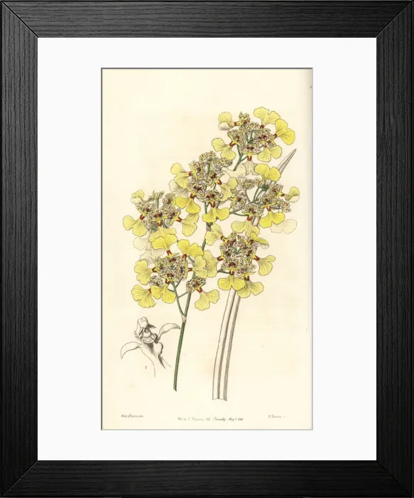 Framed Print : Cut-lipped oncidium orchid, Oncidium lacerum Framed Print : Cut-lipped oncidium orchid, Oncidium lacerum