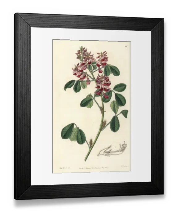 Framed Print : Long-styled oxyramph, Oxyramphis macrostyla Framed Print : Long-styled oxyramph, Oxyramphis macrostyla
