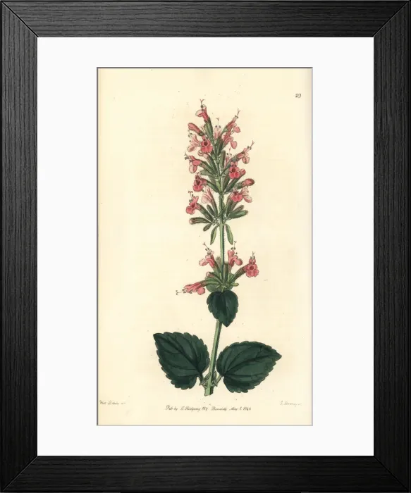 Framed Print : Giant hyssop, Agastache pallida Framed Print : Giant hyssop, Agastache pallida