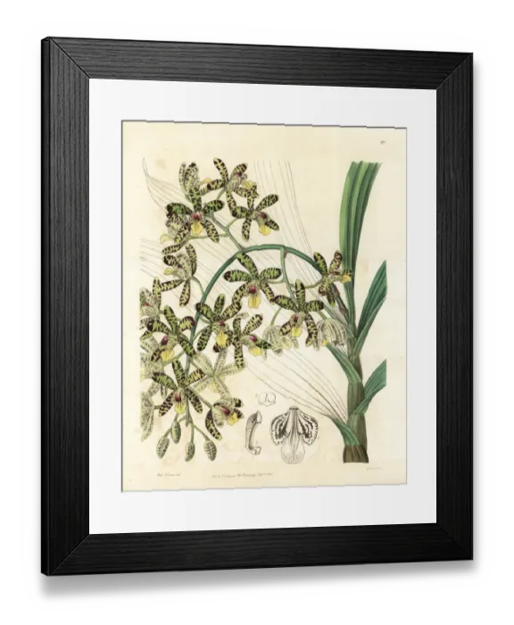 Framed Print : African ansellia or leopard orchid, Ansellia africana Framed Print : African ansellia or leopard orchid, Ansellia africana