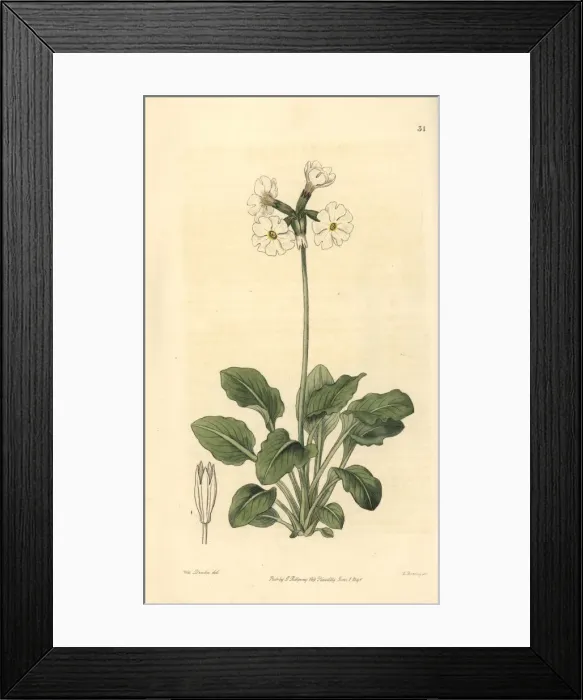Framed Print : Ruffed or tall pale primrose, Primula involucrata Framed Print : Ruffed or tall pale primrose, Primula involucrata