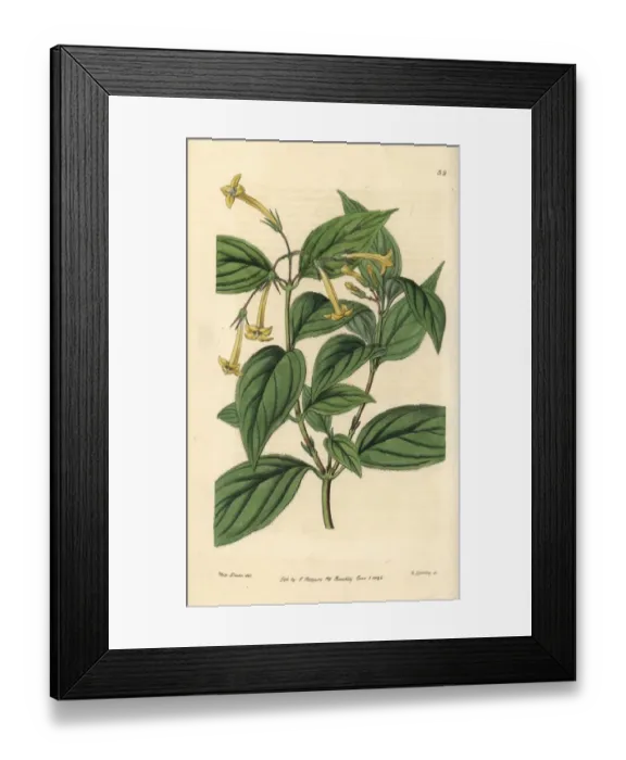 Framed Print : Yellow bouvardia, Bouvardia laevis Framed Print : Yellow bouvardia, Bouvardia laevis