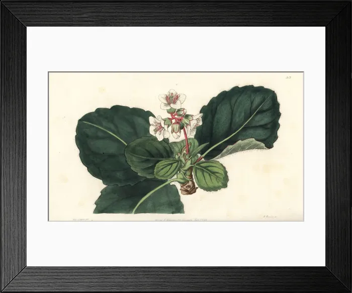 Framed Print : Bergenia ciliata Framed Print : Bergenia ciliata