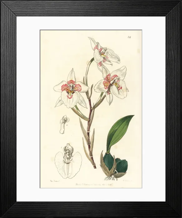 Framed Print : Rhynchostele cervantesii subsp. membranacea orchid Framed Print : Rhynchostele cervantesii subsp. membranacea orchid