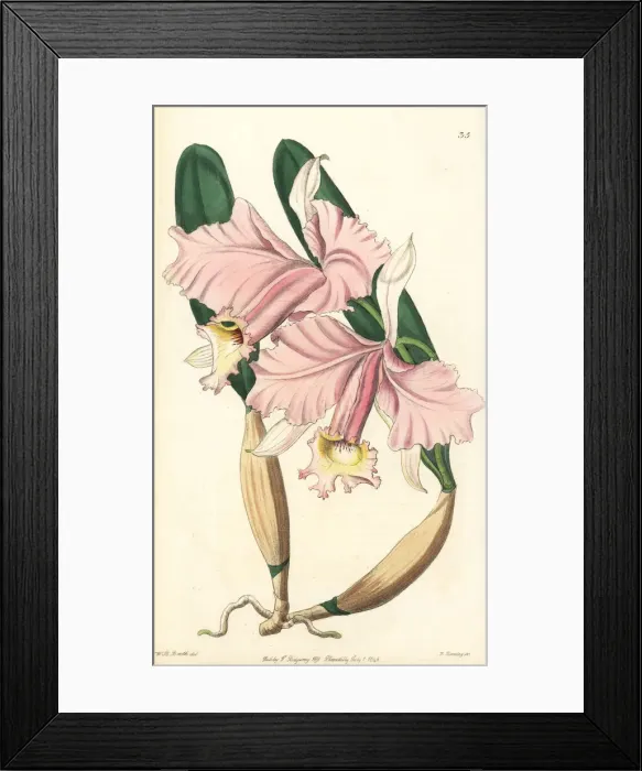 Framed Print : Crimson cattleya orchid, Cattleya labiata Framed Print : Crimson cattleya orchid, Cattleya labiata