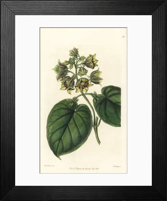 Framed Print : Philibertia campanulata Framed Print : Philibertia campanulata