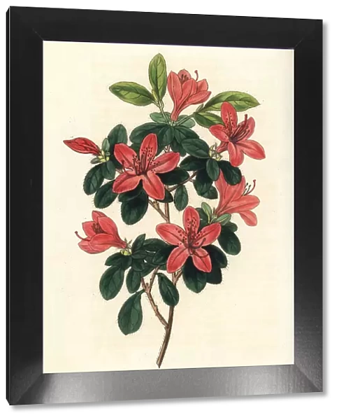 Japanese azalea or Tsutsuji, Rhododendron indicum