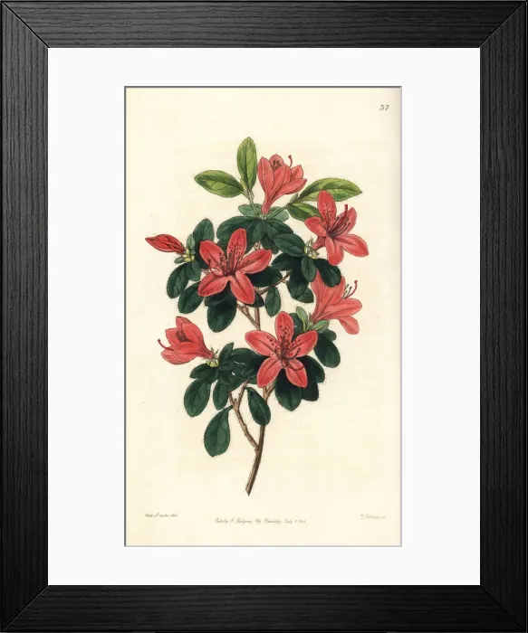 Framed Print : Japanese azalea or Tsutsuji, Rhododendron indicum Framed Print : Japanese azalea or Tsutsuji, Rhododendron indicum