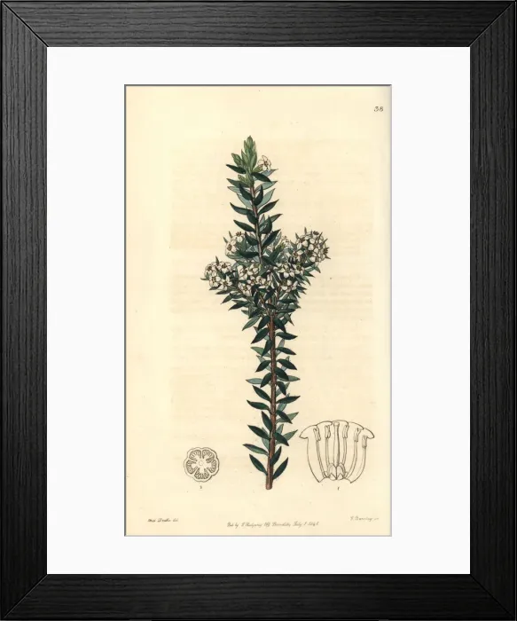 Framed Print : Common heath, Epacris heteronema Framed Print : Common heath, Epacris heteronema