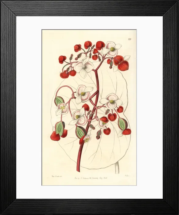 Framed Print : White and scarlet begonia, Begonia albococcinea Framed Print : White and scarlet begonia, Begonia albococcinea