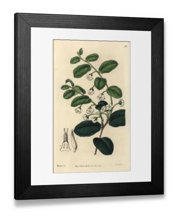 Framed Print : Bladdernut or wild coffee, Diospyros whyteana Framed Print : Bladdernut or wild coffee, Diospyros whyteana
