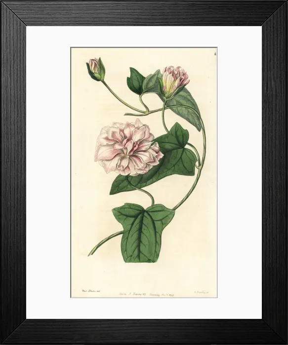 Framed Print : Downy bindweed, Calystegia pubescens Framed Print : Downy bindweed, Calystegia pubescens