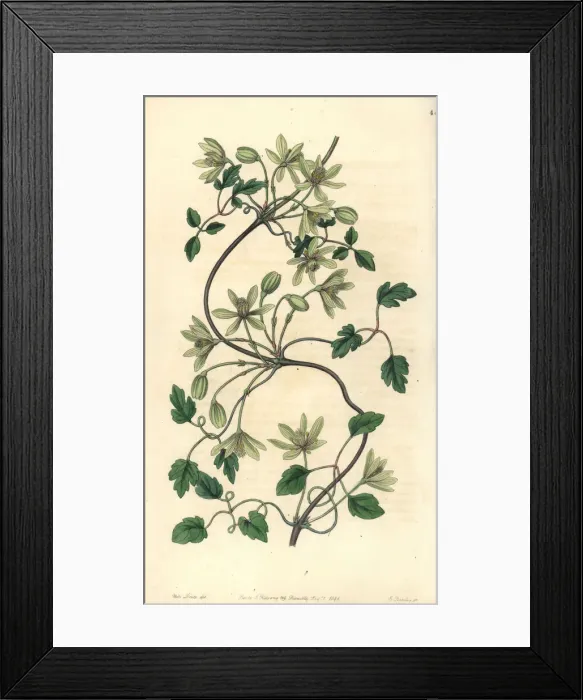 Framed Print : Clematis forsteri Framed Print : Clematis forsteri