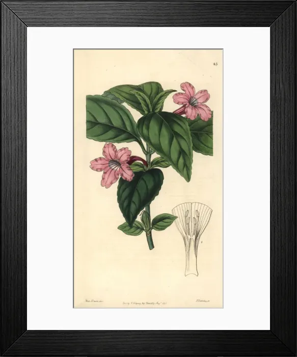 Framed Print : Lilac-flowered ruellia, Ruellia lilacina Framed Print : Lilac-flowered ruellia, Ruellia lilacina