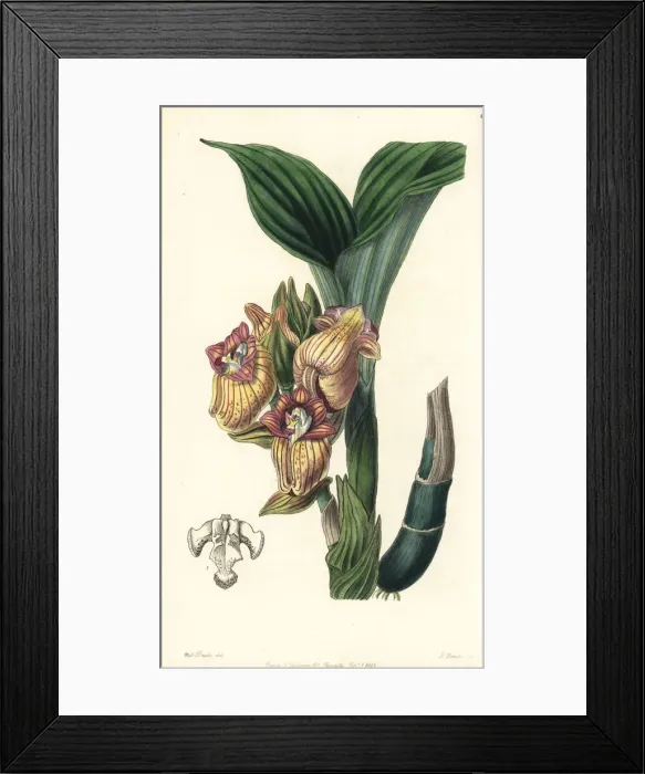 Framed Print : Javanese acanthephippium orchid, Acanthephippium javanicum Framed Print : Javanese acanthephippium orchid, Acanthephippium javanicum