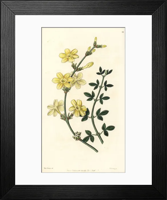 Framed Print : Winter jasmine, Jasminum nudiflorum Framed Print : Winter jasmine, Jasminum nudiflorum