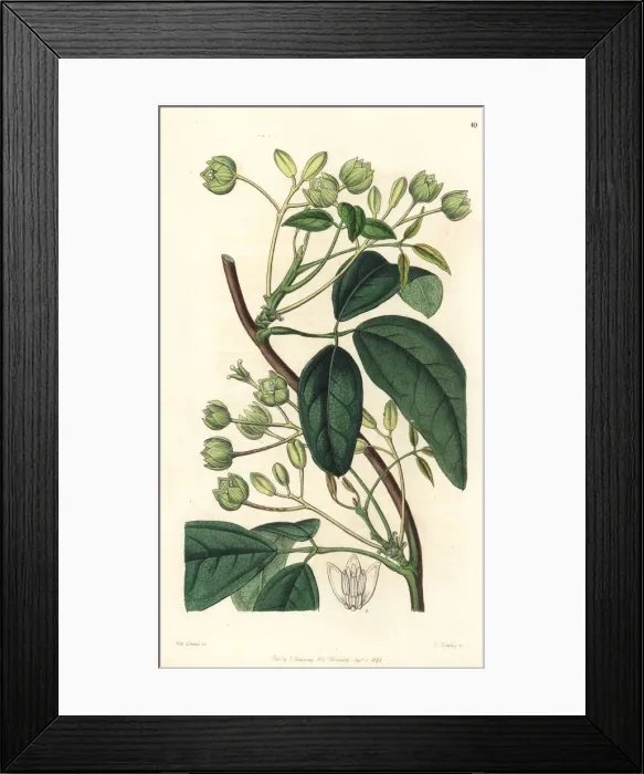 Framed Print : Sausage vine, Holboellia latifolia Framed Print : Sausage vine, Holboellia latifolia