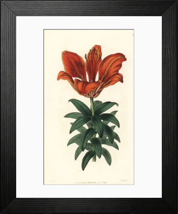 Framed Print : Fire lily, Lilium bulbiferum Framed Print : Fire lily, Lilium bulbiferum