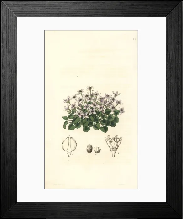 Framed Print : Violet cress, Cochlearia acaulis Framed Print : Violet cress, Cochlearia acaulis