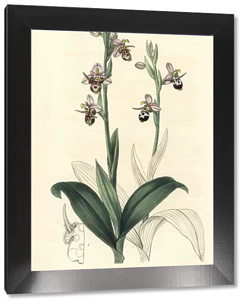 Woodcock bee-orchid, Ophrys scolopax subsp. cornuta